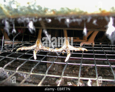 Hausgeflügel (Gallus Gallus F. Domestica), Klauen der Legehenne auf Raster, Deutschland Stockfoto