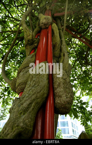 Chinesischer Blauregen (Wisteria Sinensis), Bindfäden um Spalier, Deutschland Stockfoto