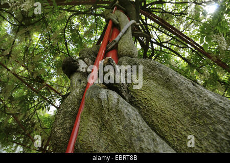 Chinesischer Blauregen (Wisteria Sinensis), Bindfäden um Spalier, Deutschland Stockfoto