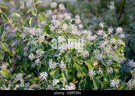 Englisch Efeu, gemeinsame Efeu (Hedera Helix 'Arborescens', Hedera Helix Arborescens), Sorte Arborescens Stockfoto