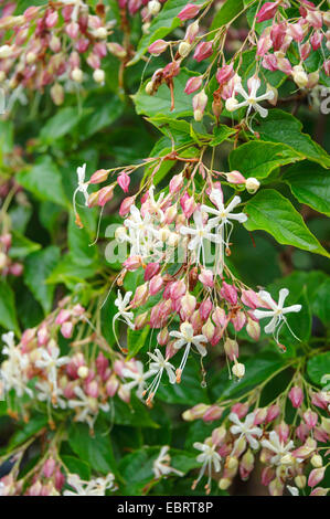 Herrlichkeit Baum, Harlekin Herrlichkeit, japanische Herrlichkeit (Clerodendrum Trichotomum), blühen Stockfoto