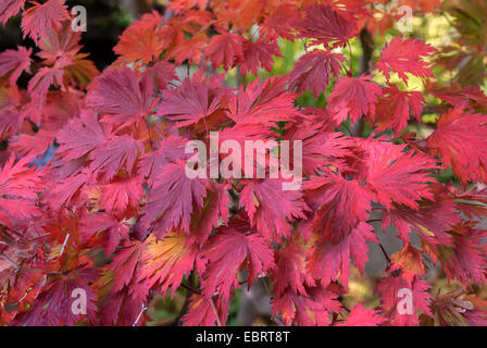 Full Moon-Ahorn (Acer Japonicum 'Aconitifolium', Acer Japonicum Aconitifolium), Sorte Aconitifolium, Herbstlaub Stockfoto