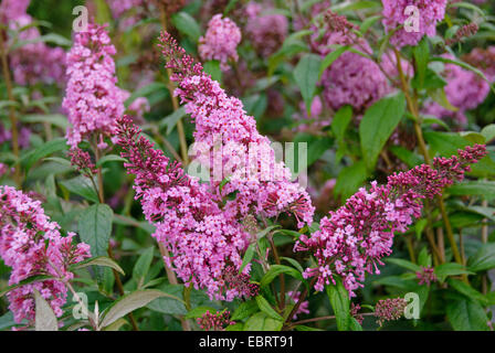 Schmetterlingsstrauch, violett Schmetterlingsstrauch Sommer Flieder, Sommerflieder, Orange Auge (Buddleja Davidii Reve de Papillon, Buddleja Davidii Reve de Papillon), Sorte Reve de Papillon, blühenden Zweig, Deutschland, Sachsen Stockfoto