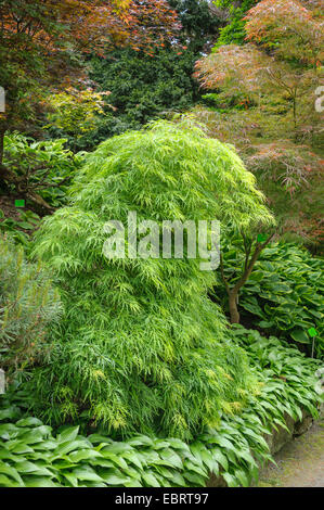 Japanischer Ahorn (Acer Palmatum 'Dissectum', Acer Palmatum Dissectum), Sorte Dissectum Stockfoto