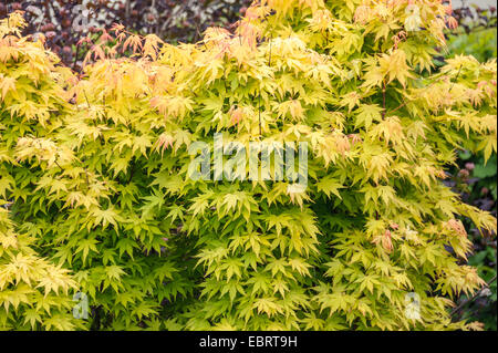 Japanischer Ahorn (Acer Palmatum 'Orange Dream', Acer Palmatum Orange Dream), Sorte Orange Dream Stockfoto