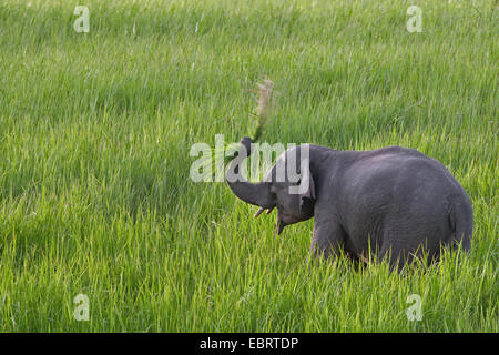 Asiatischer Elefant, Asiatischer Elefant (Elephas Maximus), juvenile Male Beweidung in eine Wiese, Thailand, Khao Yai Nationalpark Stockfoto