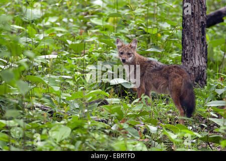 Goldschakal (Canis Aureus), im Dickicht, Thailand, Huai Kha Khaeng Wildlife Sanctua Stockfoto