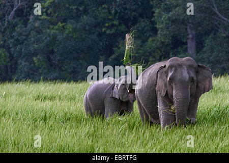 Asiatischer Elefant, Asiatischer Elefant (Elephas Maximus), weiblich mit Elefant Kalb Weiden, Thailand, Khao Yai Nationalpark Stockfoto