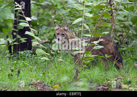 Goldschakal (Canis Aureus), im Dickicht, Thailand, Huai Kha Khaeng Wildlife Sanctua Stockfoto