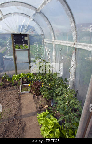 Garten Tomaten (Solanum Lycopersicum, Lycopersicon Esculentum), Tomaten Pflanzen und Salat in ein grünes Haus, Belgien, Oudenaarde Stockfoto