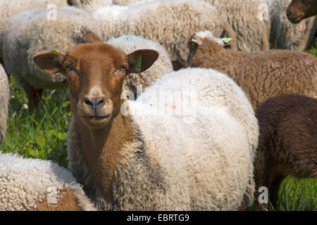 Hausschaf (Ovis Ammon F. Aries), Porträt eines Schafes in der Mitte der Herde, Belgien, Namur Stockfoto