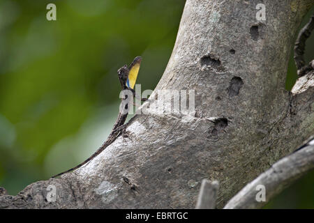 Gefleckte fliegenden Drachen, Spotted Flying Lizard (Draco Maculatus), auf einem Baum, Thailand, Huai Kha Khaeng Wildlife Sanctua Stockfoto