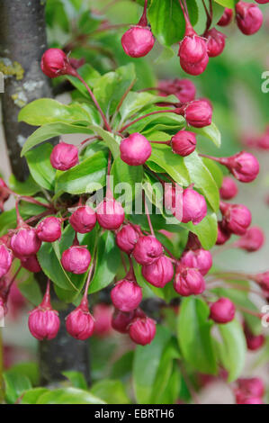 Ornamentale Apfelbaum (Malus 'Van Eseltine', Malus Van Eseltine), Sorte Van Eseltine im Keim zu ersticken Stockfoto