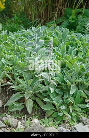 wollige Lamm Ohr (Niederwendischen Byzantina 'Silver Carpet', Niederwendischen Byzantina Silber Teppich), blühen, Sorte Silber Teppich Stockfoto