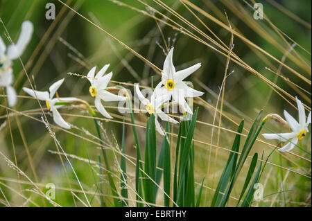 der Fasan-Auge Narzisse, der Fasan-Auge Narzisse, Dichter Narzisse (Narcissus Poeticus), blühen in eine Wiese, Andorra, Andorra Stockfoto