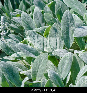 wollige Lamm Ohr (Niederwendischen Byzantina), Blätter, Deutschland, Hessen Stockfoto