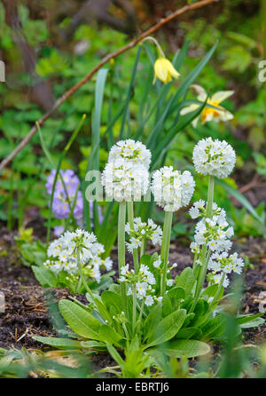 Trommelstock-Primel (Primula Verbreitungsgebiet 'Alba', Primula Verbreitungsgebiet Alba), Sorte Alba Stockfoto