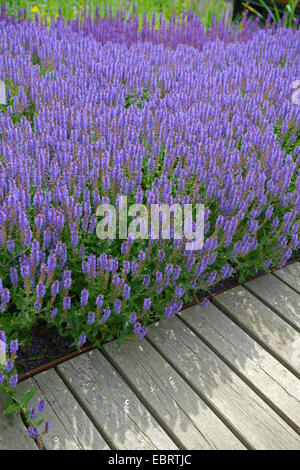 Woodland-Salbei, Balkan Clary, Holz Salbei (Salvia Nemorosa 'Blauhuegel', Salvia Nemorosa Blauhuegel), Cultiar Blue Hill, Deutschland, Hamburg Stockfoto