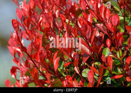 Fraser Photinia (Photinia X fraseri "Little Red Versuchsprogramms, Photinia X fraseri Little Red Robin, Photinia Fraseri), Zweig mit frischen Shootings der Sorte Little Red Robin Stockfoto