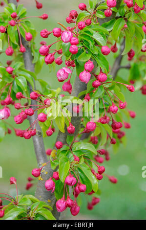 Ornamentale Apfelbaum (Malus 'Van Eseltine', Malus Van Eseltine), Sorte Van Eseltine im Keim zu ersticken Stockfoto