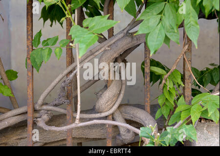 Chinesischer Blauregen (Wisteria Sinensis), Klettern an einem Zaun, Spanien  Stockfotografie - Alamy