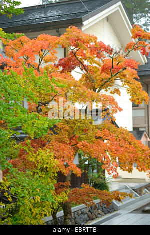 Japanischer Ahorn (Acer Palmatum), Baum im Herbst in ein Vorgartens Stockfoto