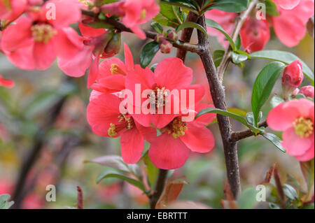 Ornamentale Quitte, chinesische blühende Quitte (Chaenomeles Speciosa 'Umbilicata', Chaenomeles Speciosa Umbilicata), Sorte Umbilicata Stockfoto