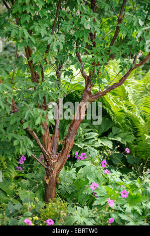 leichte Ahorn (Acer Griseum), in einen Ziergarten Stockfoto