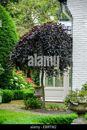 Lila blättrige Trauerbuche (Fagus sylvatica 'pendula', Fagus sylvatica pendula), Sorte purpurea pendula in einem Garten, Niederlande Stockfoto