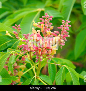 rote Rosskastanie (Aesculus Pavia 'Rosea Nana', Aesculus Pavia Rosea Nana), Sorte Rosea Nana Stockfoto