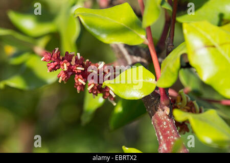 Johannisbrot, Johannisbrot Bean, St. John's Brot (Ceratonia Siliqua), Blütenstand Stockfoto