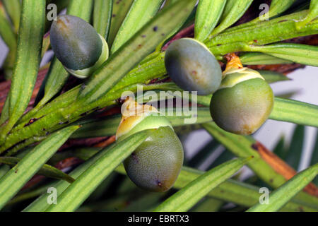 Eiben, englische Eibe, Europäische Eibe (Taxus Baccata), unreifen Samen Stockfoto