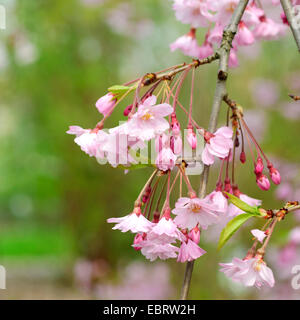 Herbst-Kirsche, Winter blühenden Kirsche (Prunus Subhirtella 'Pendel', Prunus Subhirtella Pendel, Prunus Pendel), blühender Zweig Stockfoto