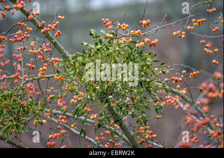 Mistel (Viscum Album Subspecies Album), Mistel auf einem ornamentalen Apple tree Malus Professor Sprenger, Deutschland, Hessen Stockfoto