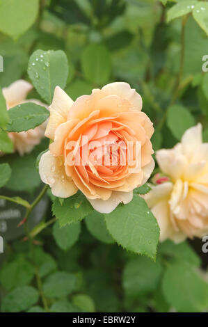 dekorative Rose (Rosa 'Grace', Rosa Grace), Sorte Grace, Deutschland, Baden-Württemberg Stockfoto
