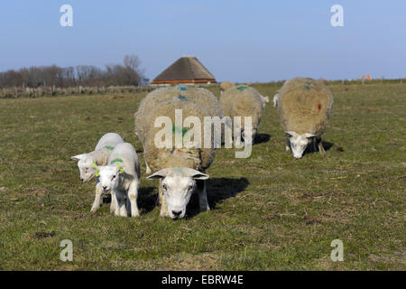 Texel-Schafe (Ovis Ammon F. Aries), Schafe und Lämmer in einer Weide, Niederlande, Texel Stockfoto