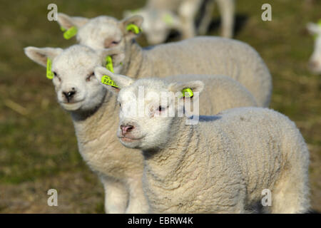 Texel-Schafe (Ovis Ammon F. Aries), Schäflein in eine Wiese, Niederlande, Texel Stockfoto