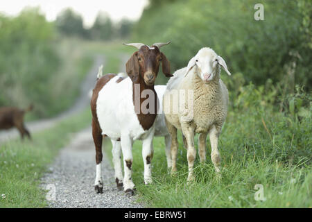Boer Ziege (Capra Hircus, Capra Aegagrus F. Hircus), Boer Ziege und Schaf stehend auf einem Feld Road, Deutschland, Bayern Stockfoto