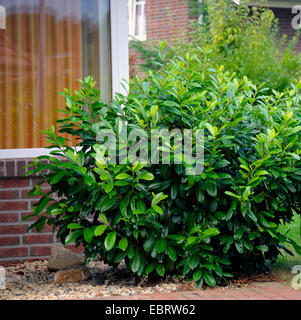 Kirschlorbeer (Prunus Laurocerasus "Diana", Prunus Laurocerasus Diana), Sorte Diana Stockfoto