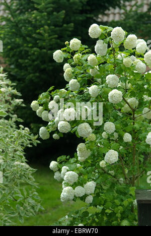 Guelder-Rose-Schneeball (Viburnum Opulus 'Roseum', Viburnum Opulus Roseum), Sorte Roseum Stockfoto