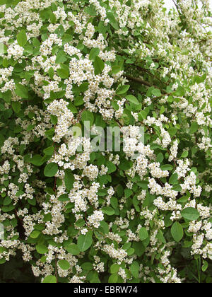 Viele blühende Zwergmispel (Zwergmispel Multiflorus), blühen Stockfoto