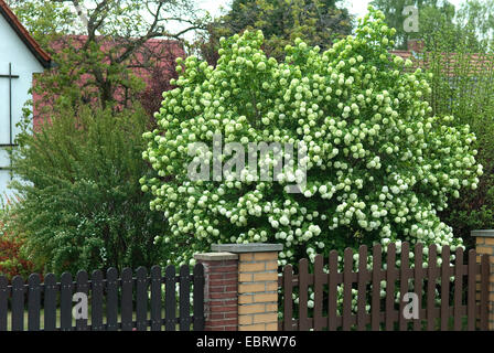 Guelder-Rose-Schneeball (Viburnum Opulus 'Roseum', Viburnum Opulus Roseum), Sorte Roseum Stockfoto