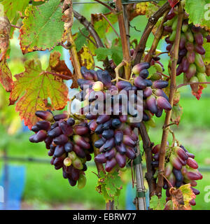 Rebe, Weinrebe (Vitis Vinifera "Souvenir", Vitis Vinifera Souvenier), Sorte Souvenier Stockfoto