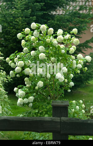 Guelder-Rose-Schneeball (Viburnum Opulus 'Roseum', Viburnum Opulus Roseum), Sorte Roseum Stockfoto