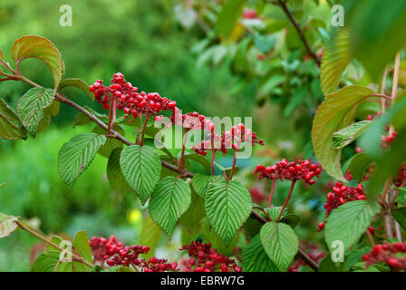 Doublefile Schneeball (Viburnum Plicatum 'Mariesii', Viburnum Plicatum Mariesii), Sorte Mariesii Stockfoto