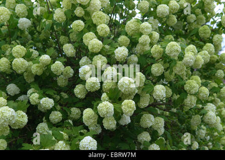 Guelder-Rose-Schneeball (Viburnum Opulus 'Roseum', Viburnum Opulus Roseum), Sorte Roseum Stockfoto