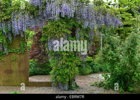 Japanische Wisteria (Wisteria Floribunda 'Multijuga', Wisteria Floribunda Multijuga), Sorte Multijuga Stockfoto