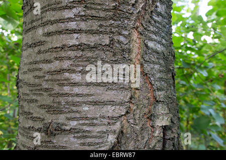 Wildkirsche, süße Kirsche, Gean, Mazzard (Prunus Avium), Rinde, Deutschland Stockfoto