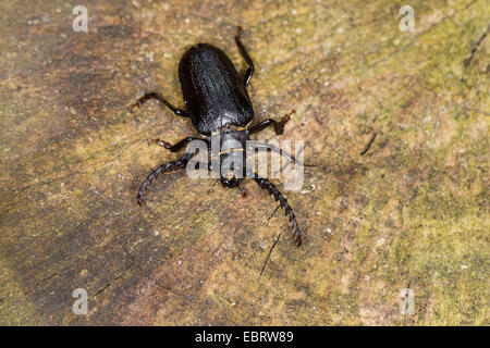 Prionus Longhorn Beetle, größere britische Longhorn, der Gerber, Sawyer (Prionus Coriarius), Männchen auf einem Baumstumpf, Deutschland Stockfoto