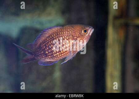 Sparus Chromis, Riffbarsche, holde Maid Fisch, mediterrane Chromis (Chromis Chromis), Schwimmen Stockfoto